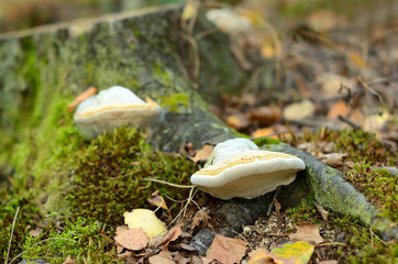 Fomes fomentarius mushrooms