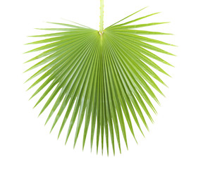 Palm leaf.
