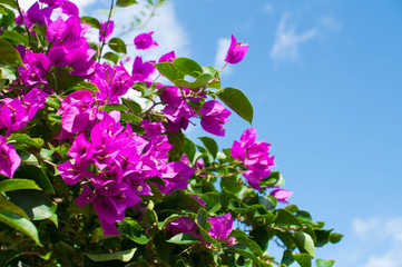 ブーゲンビリア
