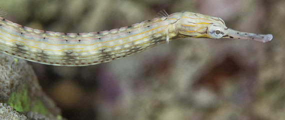 A pipe fish of sea horse family