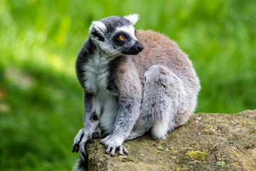 Ring-tailed lemur