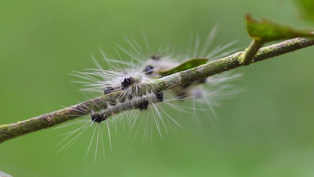 Spilosoma virginica caterpillar on branch