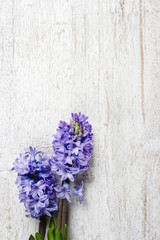 Beautiful violet hyacinth flowers on wooden background