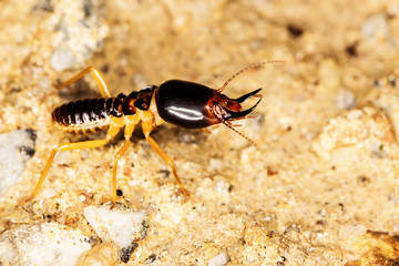 Termite on rocky soil