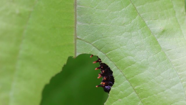 battus philenor caterpillar