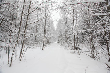 cold winter forest landscape snow