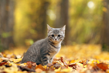 kitten in yellow leaves