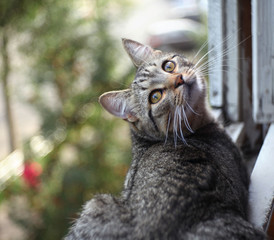 Naklejka na ściany i meble British cat on a window