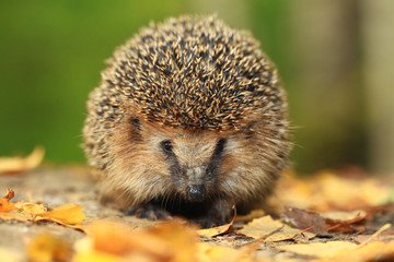 Hedgehog in the autumn forest