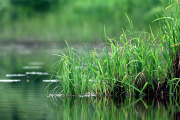 nature purity grass on the river bank
