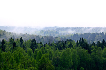 forest fog mountain top