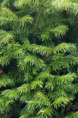 fir tree branches texture