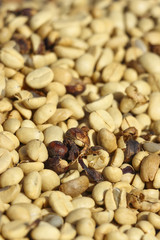 Fresh coffee beans