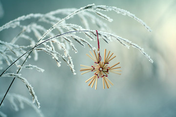 Winter twigs and grass covered with frost and snow - obrazy, fototapety, plakaty