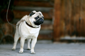 pug dog