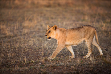 Naklejka na ściany i meble Lwica spaceru w Serengeti