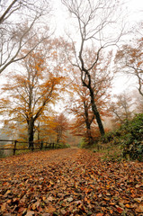 Fototapeta premium autumn forest in the foggy morning