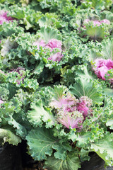 close-up of a decorative curly kale