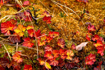 Late autumn in the Chukchi tundra. Variegated plants.