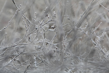 Winter twigs and grass covered with frost and snow