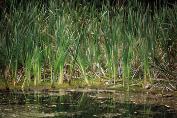 bulrush marsh