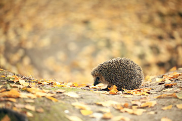 Hedgehog in the autumn forest
