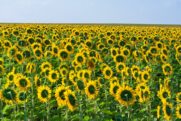 Obraz premium Sunflowers