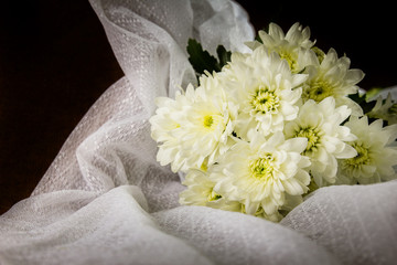 Fototapeta na wymiar Still life white Chrysanthemum on lacework fabric