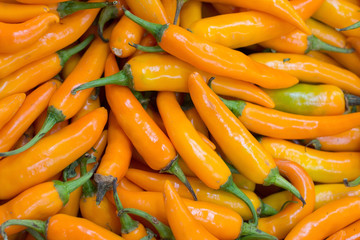 spicy yellow chilly peppers for sale