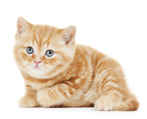 British Shorthair kitten cat isolated