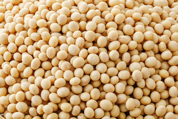 大豆　soybean
