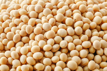 大豆　soybean