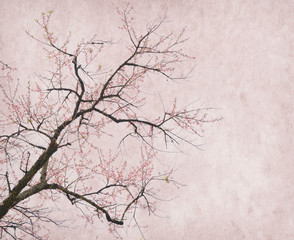 plum blossom on old antique vintage paper background