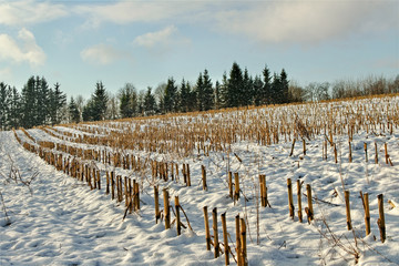 Field under snow.