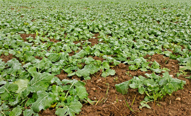 Growing canola.