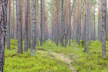Fototapeta premium Forest.