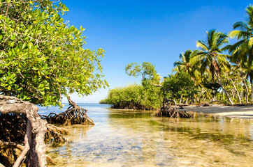 Karibik pur: Sandstrand, Mangroven, Palmen, blauer Himmel