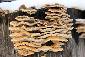 Mushroom on a tree