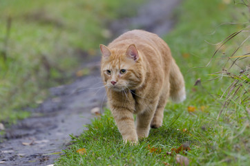 Red cat walks in the autumn grass
