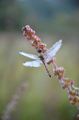 Dragonfly in the drops of dew