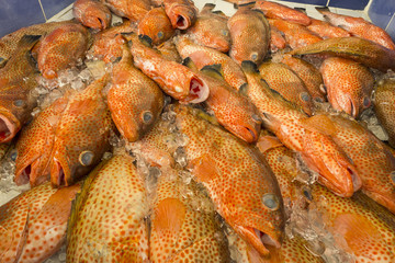 Bunch of Parrot Fish in a Market
