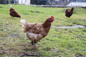 Huhn