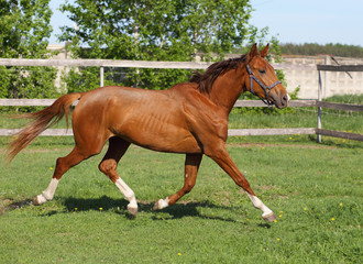 Brown horse