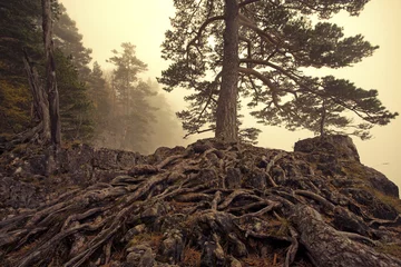 Rolgordijnen Fantasy Landscape © Yakov