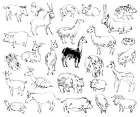 Wild Animals. Zoo. Set. Hand-drawn
