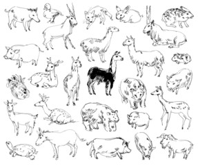 Wild Animals. Zoo. Set. Hand-drawn © kharlamova_lv