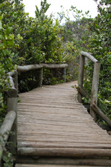 Bosque de Fray Jorge national park, UNESCO Biosphere, Chile