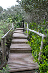 Bosque de Fray Jorge national park, UNESCO Biosphere, Chile