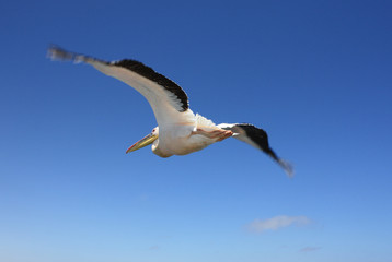 Fototapeta premium fliegender Pelikan