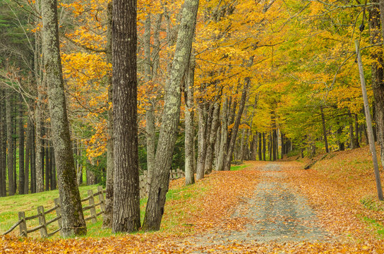 Fototapeta Straight Road Through a Forest in Autumn